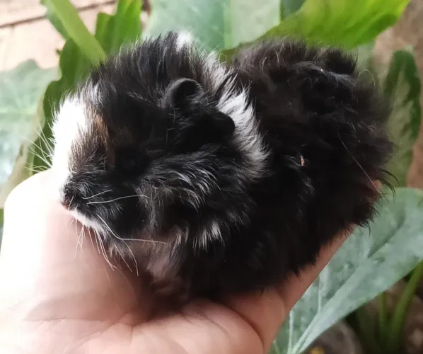 Porquinho da índia abissínio