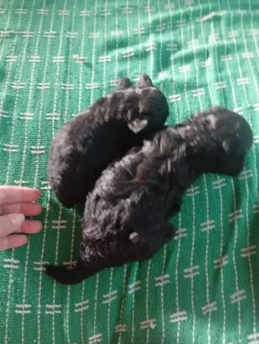 Poodle toy pretinhos 