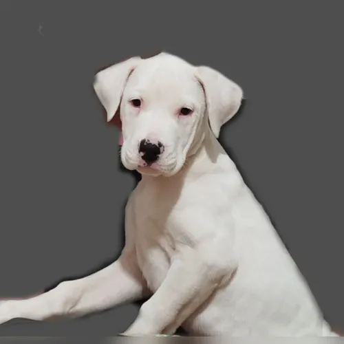 FILHOTE DOGO ARGENTINO (FÊMEA)