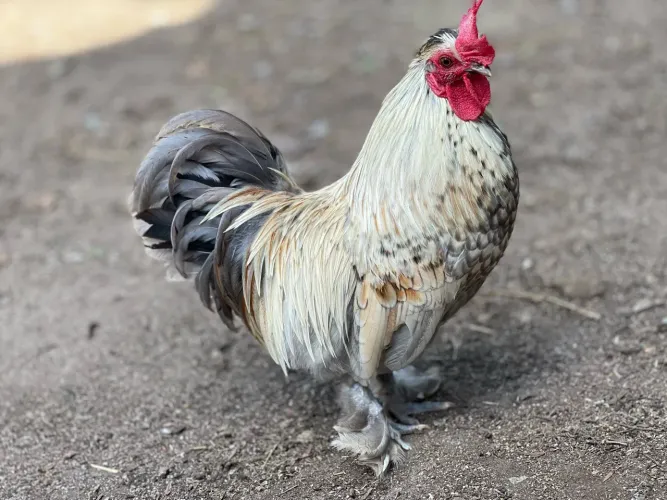 Galos Galizé