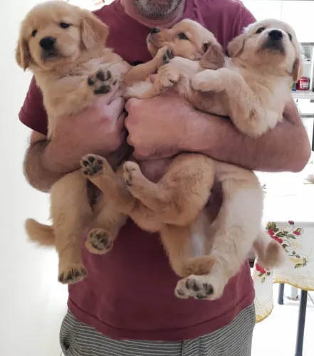 Golden Retriever Lindos Filhotes com Pedigree 