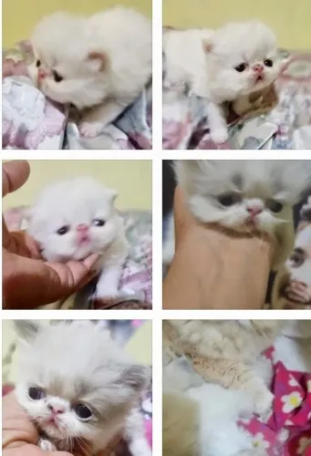 Gato persa com 38 dias comendo ração, vão com vacina importada e vermifugados 