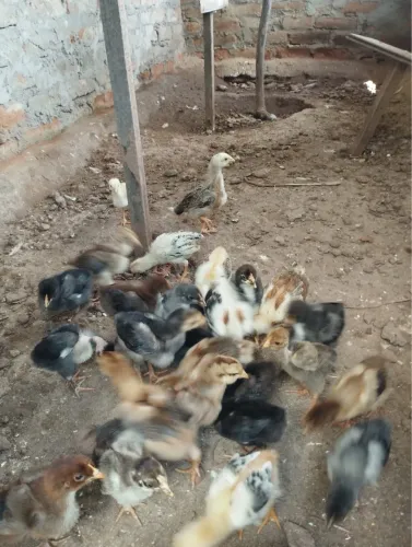 VENDO PINTINHOS CAIPIRA