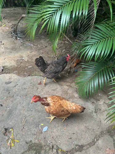 Galinha caipira
