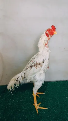 Vendo galo indo Mora excelente genérica e procedência