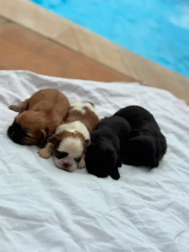 Shihtzus machos preto e tricolor 