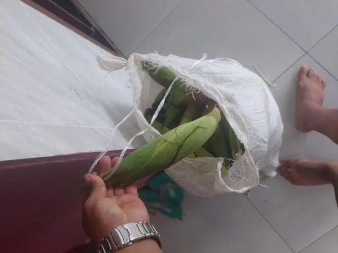 Milho verde para venda 