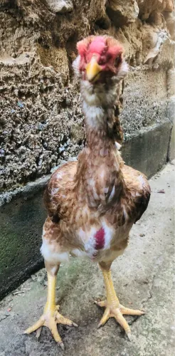 Vende se duas frangas Calcutá 