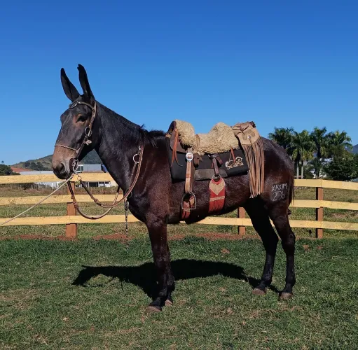 Burro preto marchador 