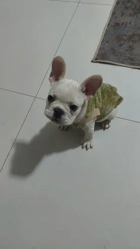 Buldogue Francês
