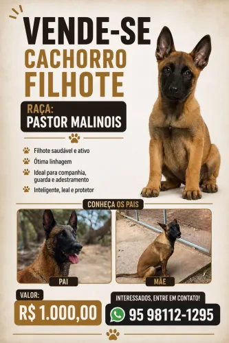 Pastor Malinois