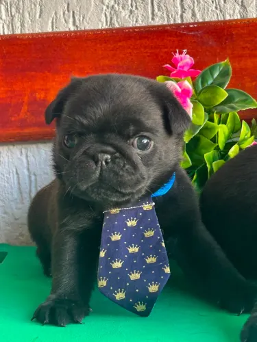 Pug macho com pedigree 