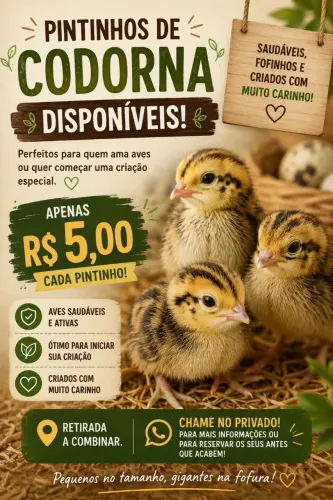 Pintinhos de Codorna Fortes e Saudáveis - R$ 5,00 Cada