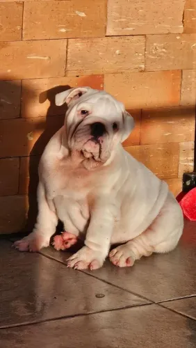 Bulldog Inglês fêmea