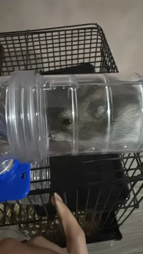 Hamster Anão russo
