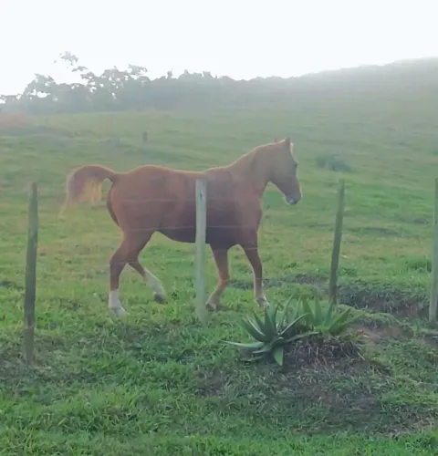 vende se cavalo quarto de milha 