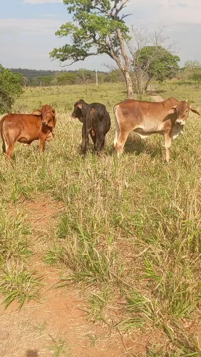Bezerro
