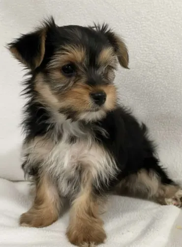 Yorkshire Terrier,Yorkshire Terrier Filhote Vacinado com Muito Charme e Delicadeza