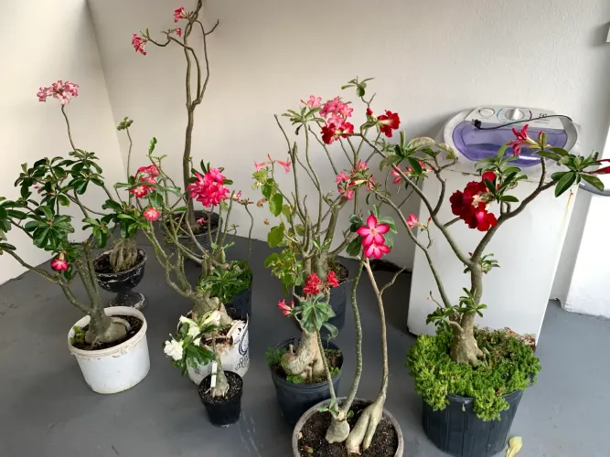 Rosas do Deserto Grandes e Floridas