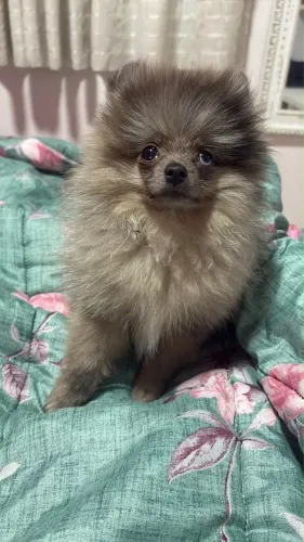 Doação de Lulu da Pomerânia e Spitz alemão