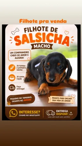 Vendo filhote de salcicha 