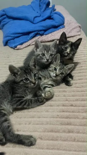 Doa-se gatinhos