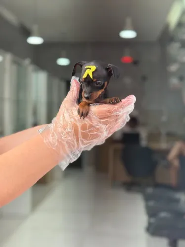 Pinscher Macho Filhote Exclusivo | Vacina Importada e Loja Física