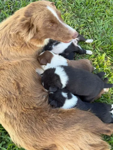 Venda de border Collies
