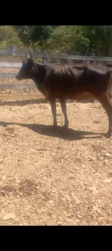 Vacas de leite