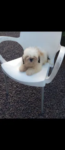 Shihtzu fêmea Micro