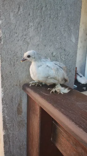 Vendo pintinhos mini Cochin