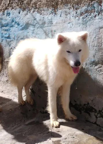 Husky siberiano macho  a cobertura 