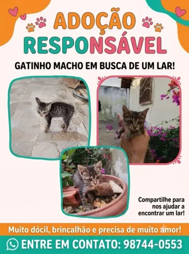 GATINHO PRECISANDO DE UM LAR!