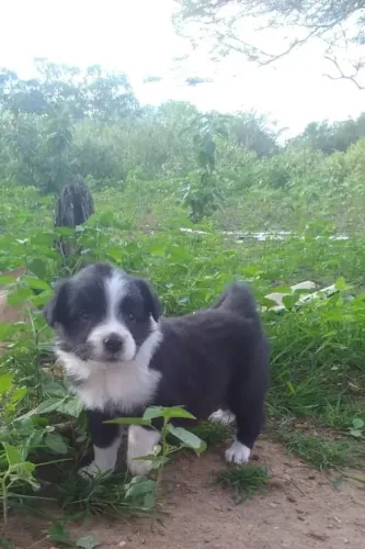 Bander collie