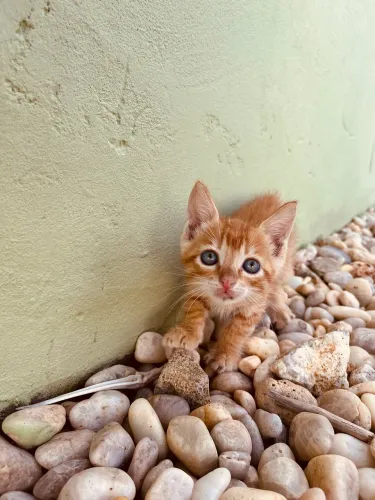 Gatinho Macho Para Adoção 