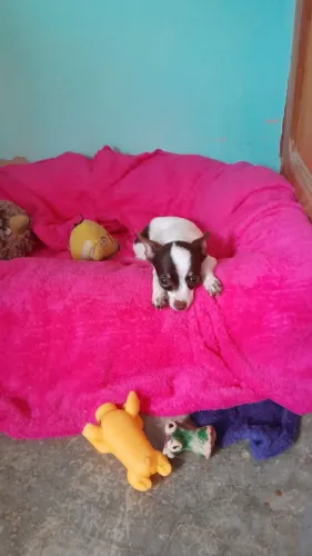 Pinscher 00 Mini fêmea