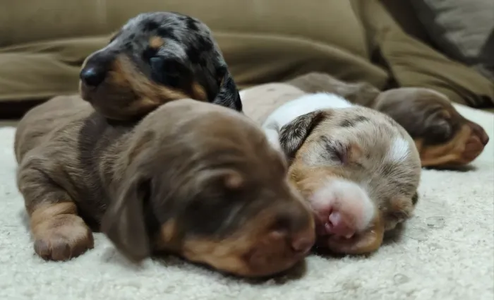 Lindos Dachshund Arlequim Prata / Dapple Piebald / Chocolate (Pelo Curto)
