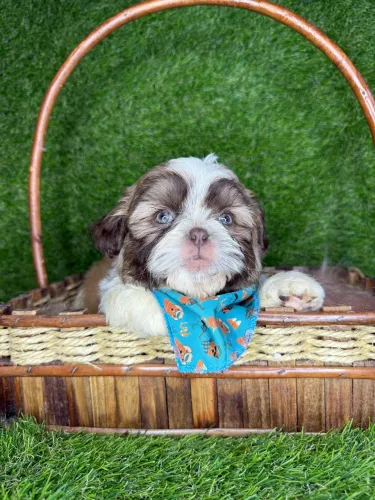 Shih tzu mini