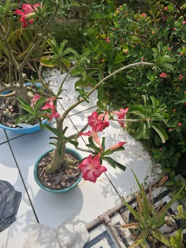 ROSA DO DESERTO