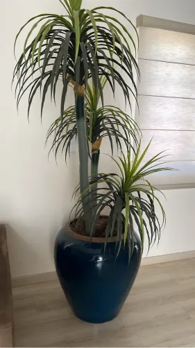 Vaso com plantas permanentes