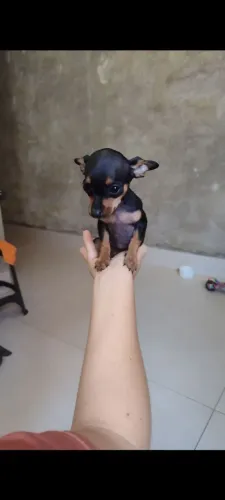 Pinscher 0