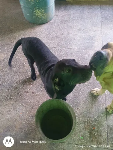 Venço cão da raça fila brasileiro preto com 5 meses 