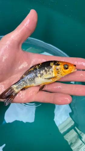 vende-se carpa colorida (juvenil)