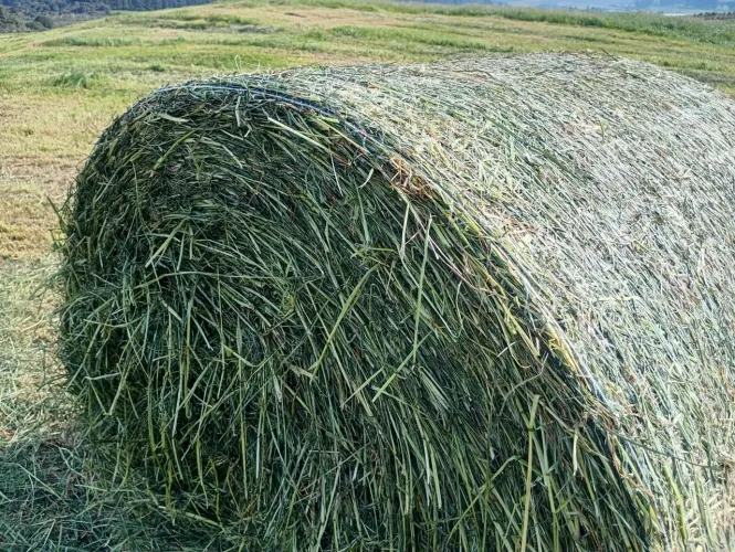  Atenção Garçon de Vacas !  O Frio Chegou ! Pré Secado p/ Alimentação d Bovinos p/ S.C
