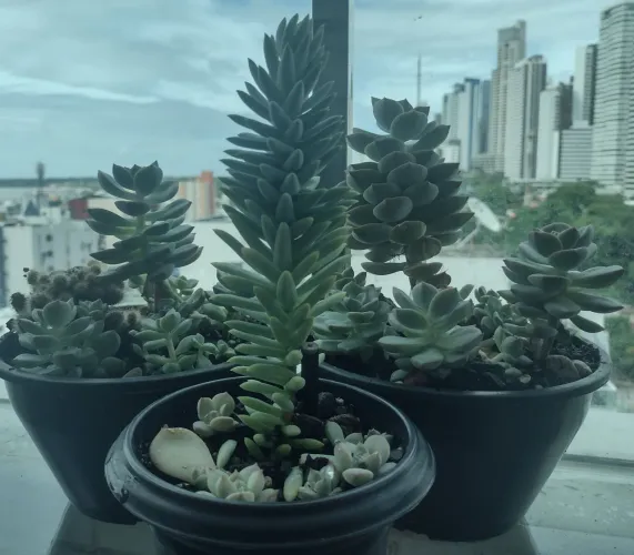 Planta: Kit Suculenta (3Potes)