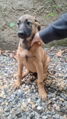 Filhotes de Pastor Belga Malinois - apenas fêmeas disponíveis!