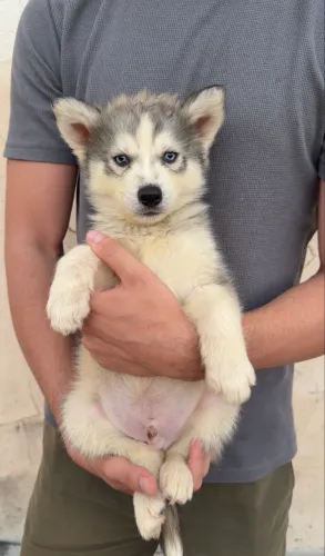 Husky siberianos disponíveis 