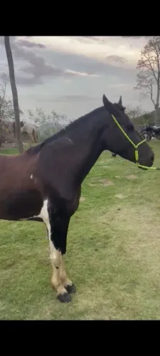 Égua Pampa de preto registrada no mangalarga marchador.