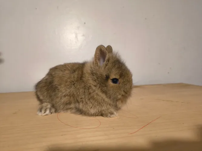 Coelho mini Lion