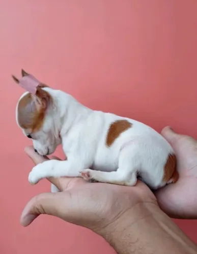 Lindo Pinscher 
